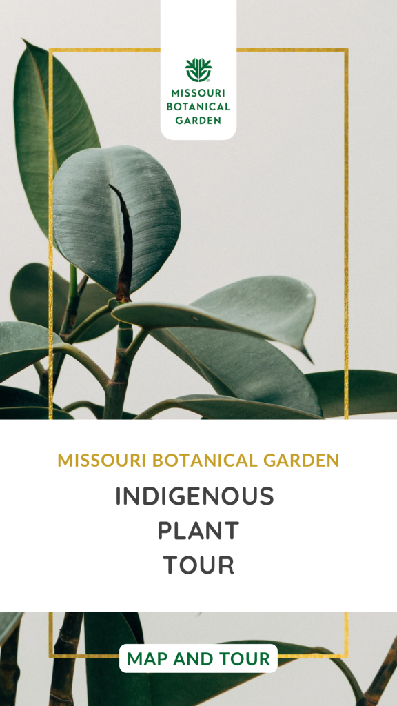 This image has an empty alt attribute; its file name is Missouri-Botanical-Garden-1-576x1024.png