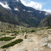 https://iris.siue.edu/manang-languages-archive/plugins/bulk/ijha/DSCN5453.JPG