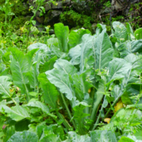 DSCN2047.jpg